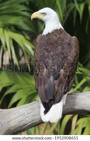  Image of a beautiful eagle