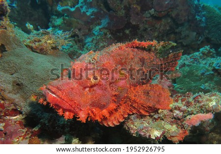 A Bearded Scorpionfish resting on corals Boracay Philippines                             