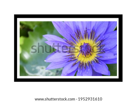 Purple lotus flower with yellow inner pollen, beautiful in lotus pond in morning time. 