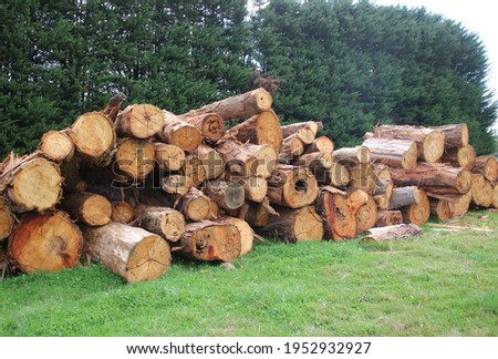 great big logs waiting to be milled 
