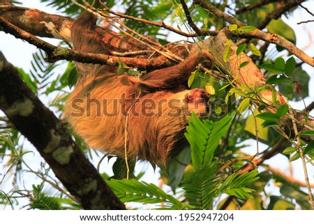 Two toed sloth hanging from a tree in jungle of Costa Rica 