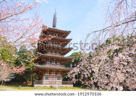 Cherry Blossom at Daigoji Temple, Kyoto City, Kyoto Pref., Japan Royalty-Free Stock Photo #1952970106