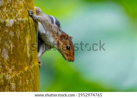 Beautiful squirrel photo from Kerala, South India