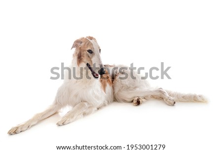 young borzoi in front of white background Royalty-Free Stock Photo #1953001279