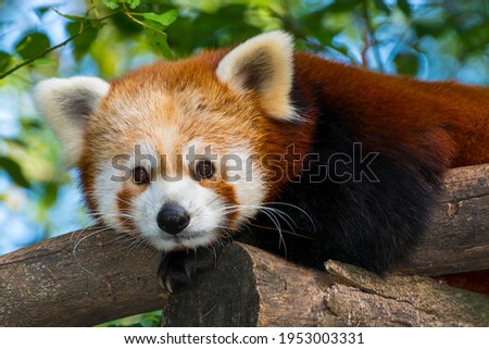 Red or Lesser Panda, its scientific name is Ailurus fulgens Royalty-Free Stock Photo #1953003331