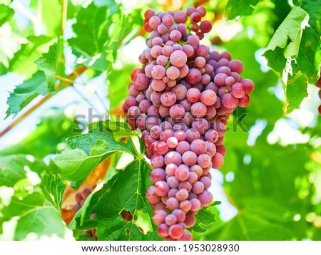 Wine grapes, Cabernet Sauvignon grapes
