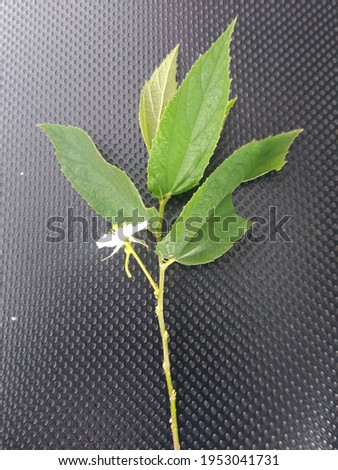 herbal plant with small white flowers on dark background