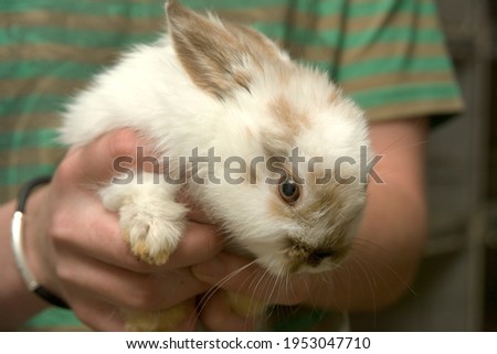 a young rabbit checked by the owner.