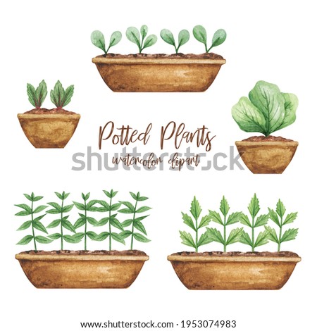 Spring Gardeninig clipart watercolor, seedling, plants in pots set, potted plants hand drawn illustration watercolor on white background