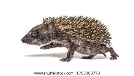 Side view of a baby European hedgehog walking away on a white background