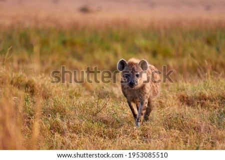 Hyena in the high grass of the Maasai Mara