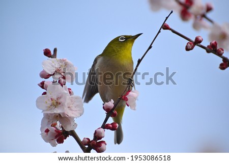 Spring come to Japan - nightingale on plum branch Royalty-Free Stock Photo #1953086518