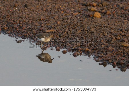 Common sandpiper - It is a gregarious bird and is seen in large flocks, and has the distinctive stiff-winged flight, low over the water