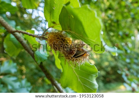 Beech nuts in the pod, beech (Fagus sylvatica), Bavaria, Germany Europe Royalty-Free Stock Photo #1953123058