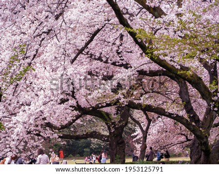 Cherry blossoms natural pink flowers Photography, fresh and beautiful flowers