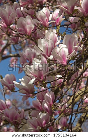 Branches of Magnolia flowers against a blue sky.
