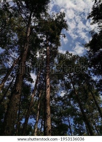 Pine trees and sky in spring time forest nature light