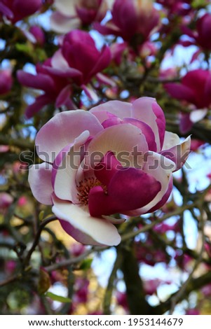 Lush pink magnolia flower closeup