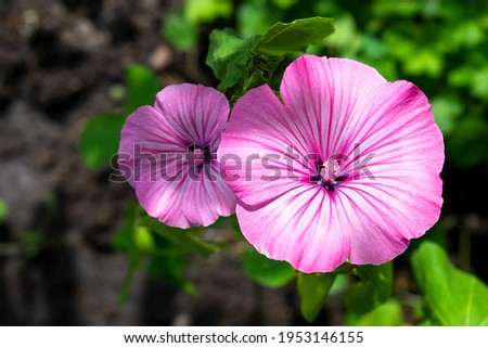 Bright shiny young pink Ipomoea flower growing in the natural light (sun) in a spring or summer garden on warm day. Perennial in the back yard Royalty-Free Stock Photo #1953146155