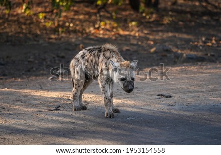 Baby hyena is waiking up at sunset in National Park Kruger, South Africa.