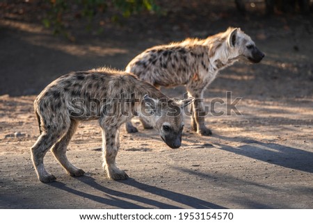 Baby hyena is waiking up at sunset in National Park Kruger, South Africa.