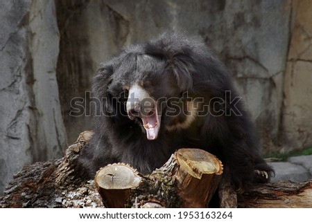                    black bear  with open mouth          