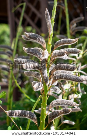 Hairy faded gray and brown garden lupin flowers in the sunny spring or summer fresh green garden in the shadow. Many faded lupin buds or pods on a plant stem. Royalty-Free Stock Photo #1953174841
