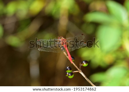 Isolated beautiful specimen of Red-veined darter, (Sympetrum fonscolombii) in classic pose, clinging to a stem of a dry flower, on natural bokeh background