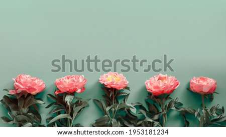 Several pink peony flowers in a row on green paper. Toned image, top view. Trendy casual natural eco friendly greeting background. Panoramic card, banner in green and pink. Copy-space, text place.