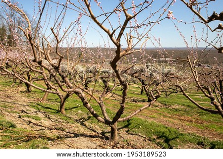These are photos of an apple farm. 