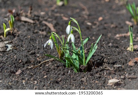 Three buds of the family of white snowdrops on a natural background