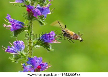 Closeup of a Hemaris fuciformis, the broad-bordered bee hawk-moth in flight, feeding nectar on the purple flowers of Echium vulgare viper's bugloss and blueweed Royalty-Free Stock Photo #1953200566