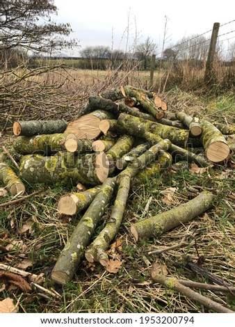 Pile of firewood in a shelter belt in the countryside, North Yorkshire, England, United Kingdom