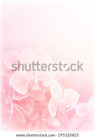 sweet color orchids in soft style for background