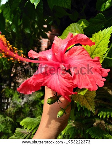 Picture of plucking hibiscus flower from the tree