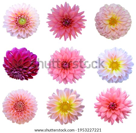 Dahlia flowers collage in flower garden