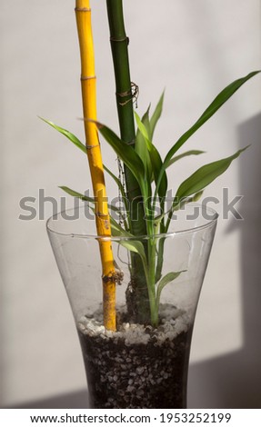 Two lucky bamboo plants of yellow and green color in a glass vase on white background. Houseplants, shadows, natural, decoration and minimalist style concepts. Vertical close-up.