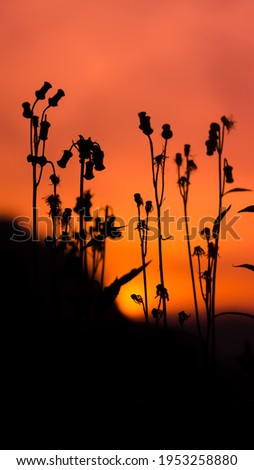 Abstract background with sunset and Crepidioides (Benth) flowers not boom yet in front ground, golden sky on evening of sunset