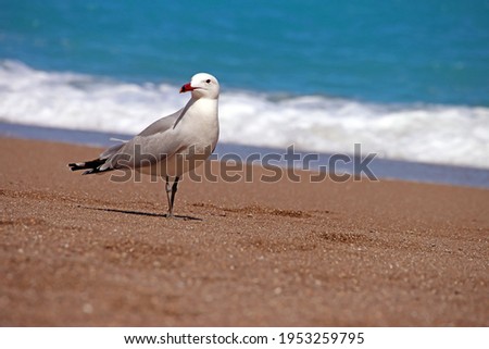 Single Albatross standing on sandy beach with blue water and waves in the background. 