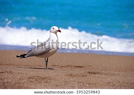 Single Albatross standing on sandy beach with blue water and waves in the background. 