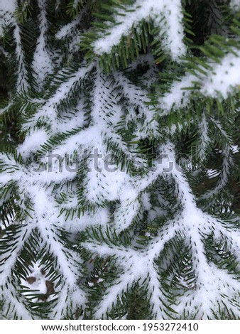 Snow on the pine leaves