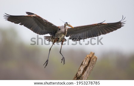 A Great Blue Heron in flight
