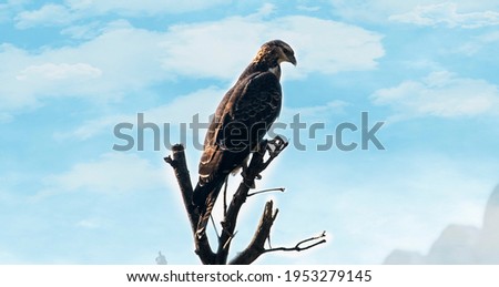 An Eagle sitting on a dry tree  amidst the winter in India.
CR2 file also available in case one wants to edit further