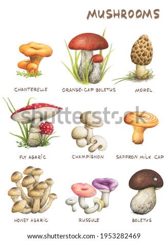 Mushrooms color pencils isolated set 
