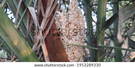 Phoenix pusilla or Ceylon date palm is a species of flowering plant in the palm family.