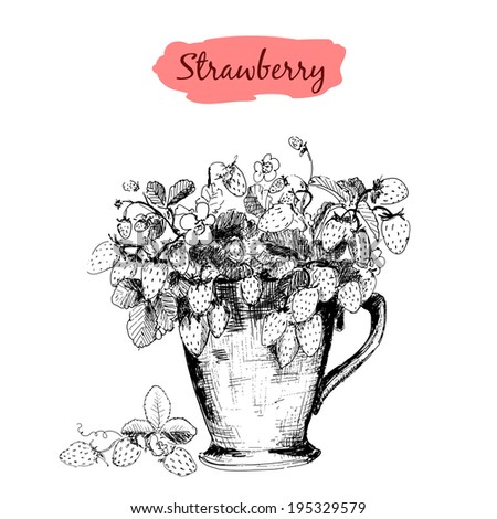 Strawberry in a cup. Hand drawn illustration