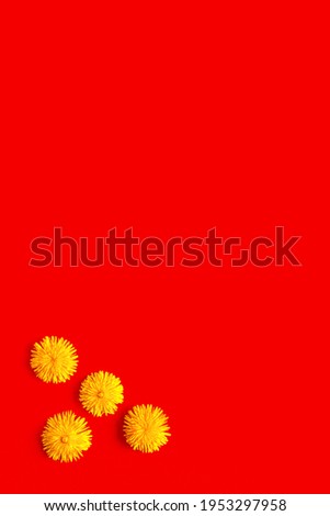 Yellow flower dandelion on red background in the corner composition. Creative abstract spring nature. Flowers arrangement flat lay with copy space. Minimal nature concept picture