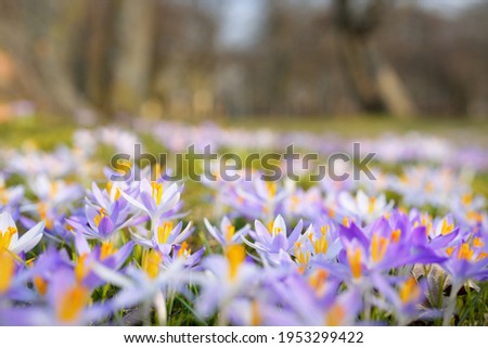 Blooming crocus flowers in a park. Trees in the background. Early spring. Europe. Symbol of peace and joy, Landscaping, gardening, naturalising in grass, ecotourism, environmental conservation