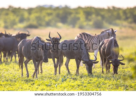 Common Blue Wildebeest or Brindled Gnu (Connochaetes taurinus) herd grazing at sunset in Mooiplaas river bed in bushveld savanna of Kruger national park South Africa with zebra in background Royalty-Free Stock Photo #1953304756