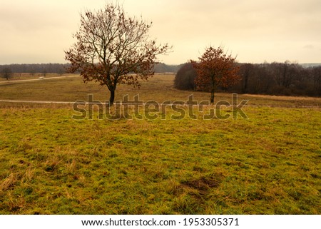 Trees at a moor. Open landscape with a dramatic sky in the background. Picture from Revingehed, Scania county, Sweden